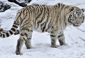 white, tiger, snow, forest, winter, wild, bigcat