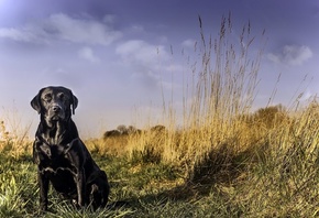 labrador, black, grass, dog, cute