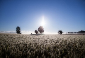 sun, over, fields, tree, sky, grass