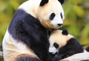 pandas, bear, mom, cub, cute