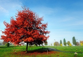 red, beauty, autumn, grass