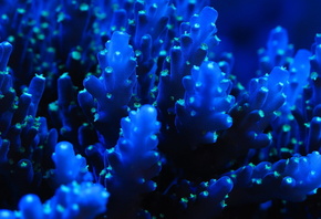 , , ,  , sea, coral, blue, sea creatures