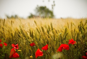 природа, макро фото тема, поле, пшеница, цветы, маки, красиво, лето