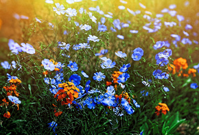 цветы, весна, макро фото тема, красиво