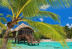 palm, sand, tropic, ocean, beach