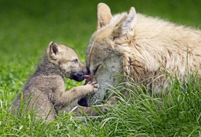 fox, cub, mom, grass, wild