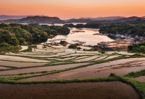 rice, fields, tree, village