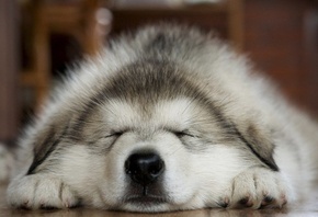 sleeping, dog, cute, husky