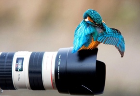 bird, camera, fields, fly