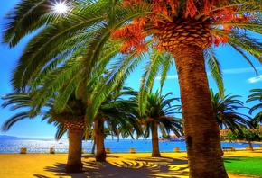 summer, palm, ocean, sand, sea