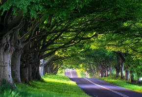 nature, tree, road, green