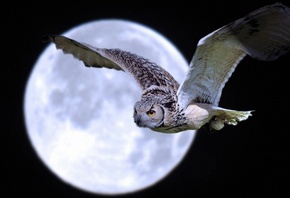 moon, owl, night, sky, fly