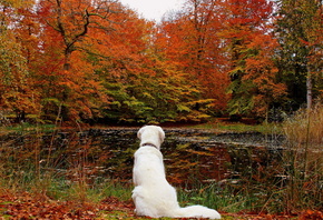 dog, leaves, lake, cute, autumn