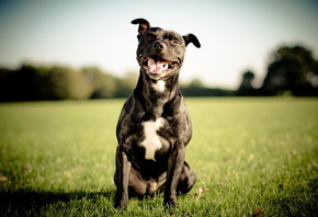 bull-terrier, dog, , , , 