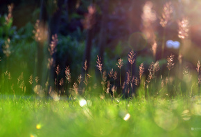 grass, Spring, sunshine, Green