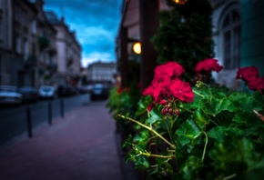 улица, вечер, цветы