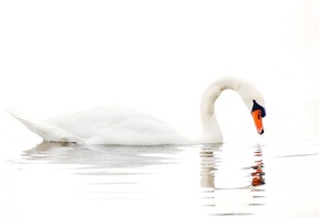 белый фон, озеро, вода, лебедь, white background, lake, water, Swan