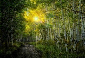 nature, sunset, sun, rays, birches, forest, trees, leaves, colorful, road, path, autumn, fall, colors, walk