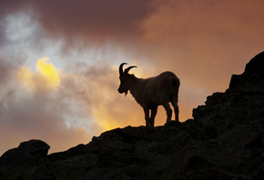 ����, �����, ����, �����