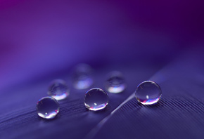 feathers, water, drops, macro, six, light, black, blue, purple, red, white, ...