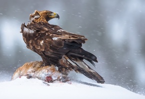 ��������, �����, ���