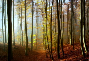 дремучий, лес, деревья, тропинка, солнце, красота, осень, осень золотая