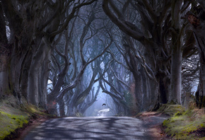 Северная Ирландия, графство Антрим, Баллимони, дорога Bregagh Road, Темная аллея, деревья, дымка, птица