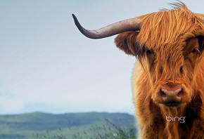 корова, рога, остров Скай, Шотландия
