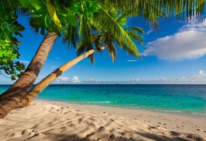 summer, beach, sea, shore, paradise, tropical, sand, palms, , , , , 