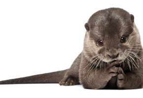 , otter, , , 