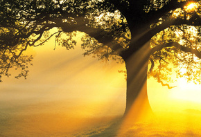дерево, ветви, красота, поле, лучи, свет, солнце