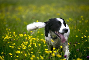 dog, happy, flower, fields