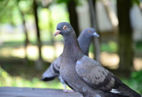 �����, ������