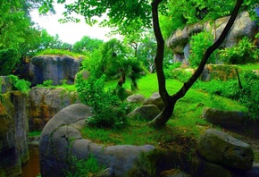 green, garden, tree, forest