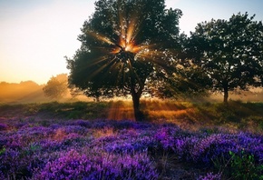 sunrise, tree, sun, flower