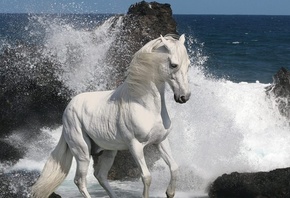 белая лошадь, море, прибой, скалы