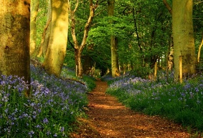 path, tree, leaves, forest