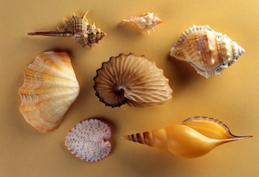 �������, ���, 3d