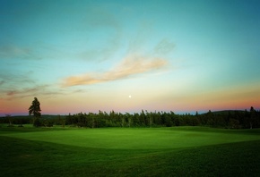 grass, fields, tree, green