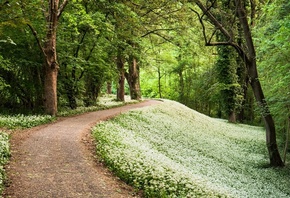 grass, tree, path, green, forest