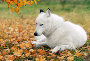белый пес, опавшие листья, трава, осень