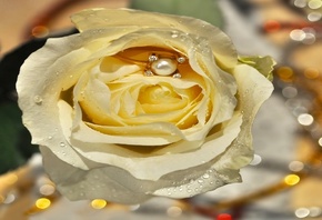 белая роза, обручальное кольцо, жемчуг