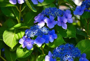 Flowers, foliage, flora