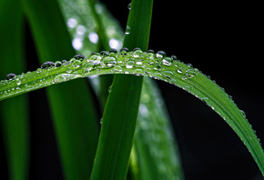 �����, ����, �����, �����