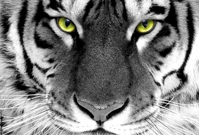 tiger, white, wild, face