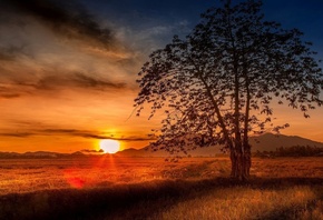 sun, sunset, fields, tree