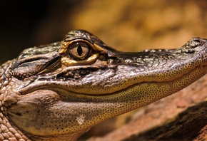 crocodile, head, eyes