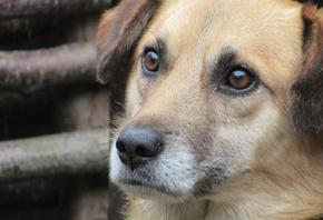 ������, dog, ����