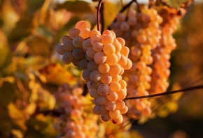 �����, ��������, ������, ������, ������