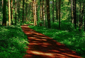 path, trees, grass, green